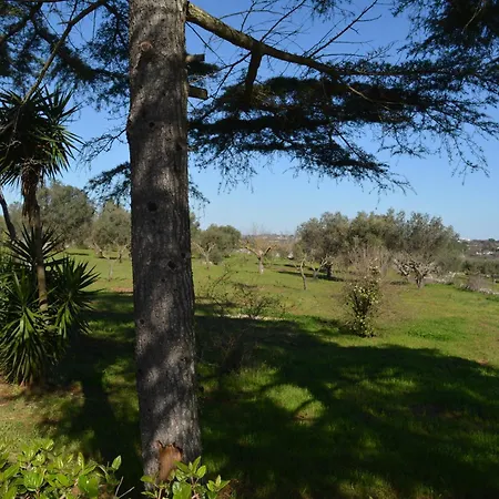 Trulli Domimi'2024 *